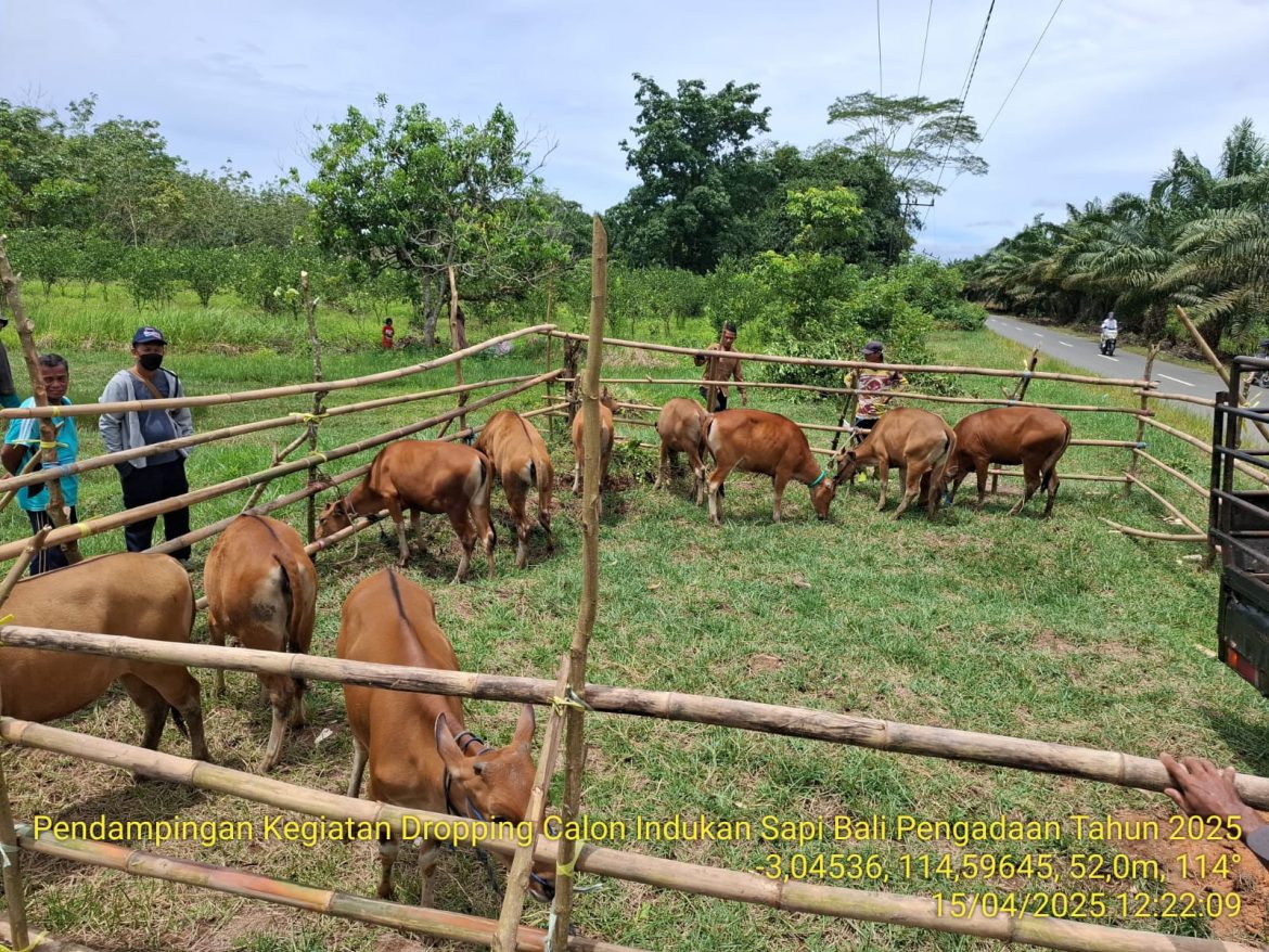 7 Sapi dari Gubernur Muhidin Gasan Dikembangbiakkan di Batola