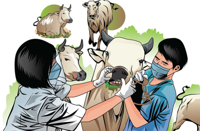 Disbunnak Batola Pastikan Ternak Qurban Bebas Penyakit